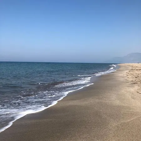 Acacia, Lavanta, Kalkan *